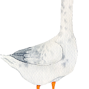 家禽与人类生活的密切联系