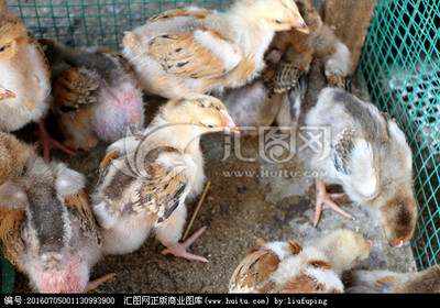 鲜活家禽雏类与水产品全解析