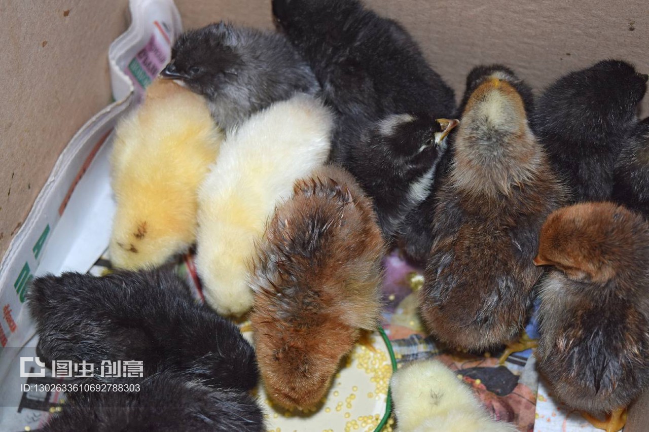 小鸡们与鲜活水产品 一场餐桌上的奇妙相遇