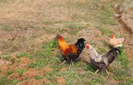 2017年禽流感高发 全国疫情与家禽业的挑战