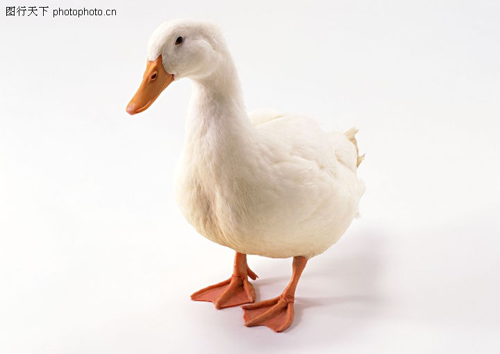 家禽之美 从日常餐桌到文化图库