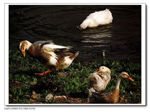 从镜头到餐桌 家禽外拍与鲜活水产品的魅力捕捉
