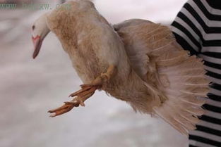 市区禽类定点检疫首日遇阻 无标识家禽仍现市场