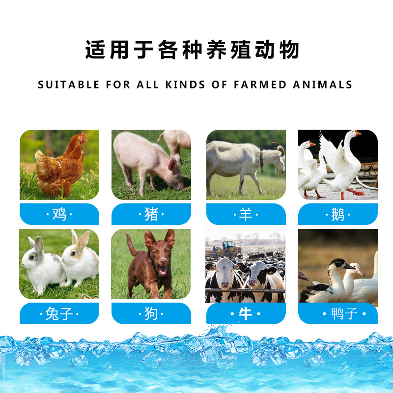 冰爽一夏 VC粉在禽畜抗热应激与清凉降温中的应用