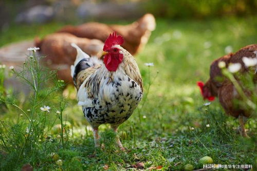 入伏时节，警惕家禽中暑 危害与认知