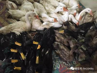 午间喜讯 电话预约，乐享三黄鸡鲜美