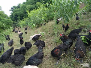 江苏地区鲜活水产品与家禽及蛋类供应商价格行情概览