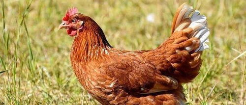 家禽冬季呼吸道疾病的综合防控策略