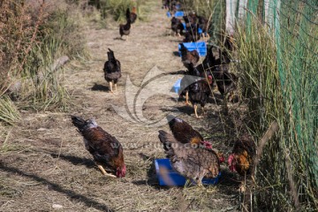 溜达鸡 家禽中的自然之选