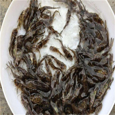 黄骨鱼苗鲜活水产批发，购鱼苗即赠黄辣丁