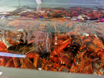 水产鲜活小龙虾与家禽 餐桌上的双重美味